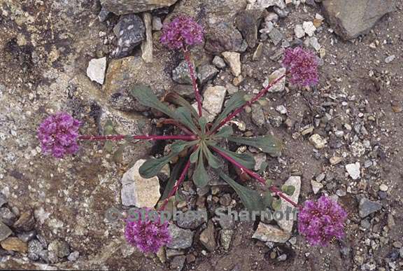 calyptridium monospermum 11 graphic